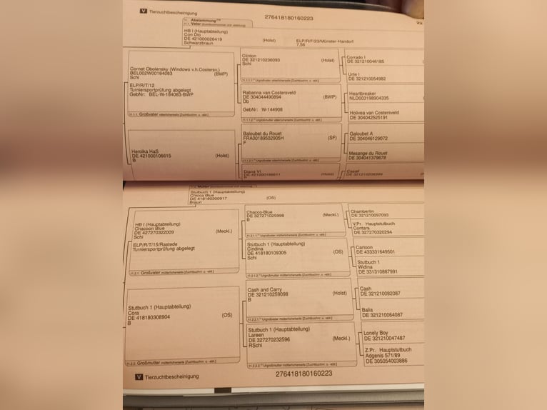 Oldenbourg Hongre 3 Ans 169 cm Bai in Parchim