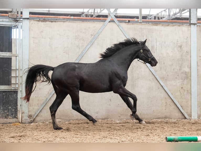 Oldenbourg Hongre 3 Ans 170 cm Alezan brûlé in GROTE-BROGEL