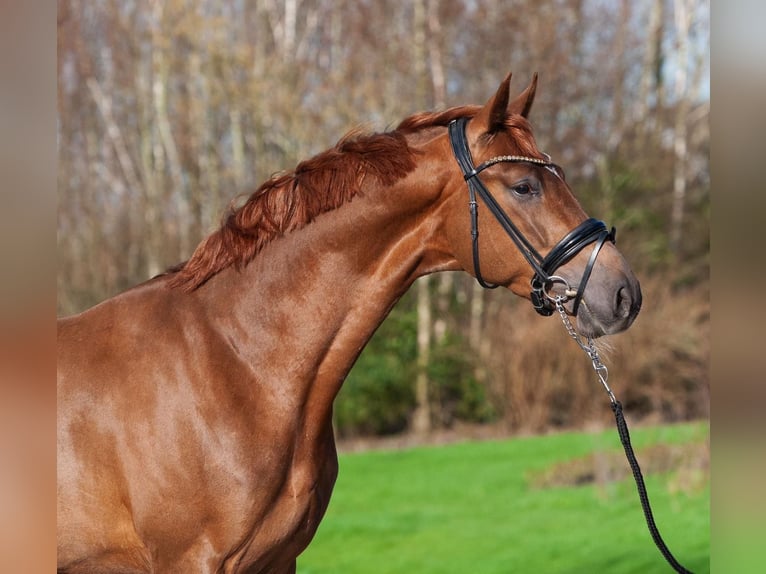 Oldenbourg Hongre 3 Ans 170 cm Alezan in Umbrete