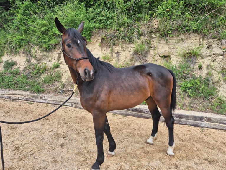 Oldenbourg Hongre 3 Ans 170 cm Bai brun in Baden