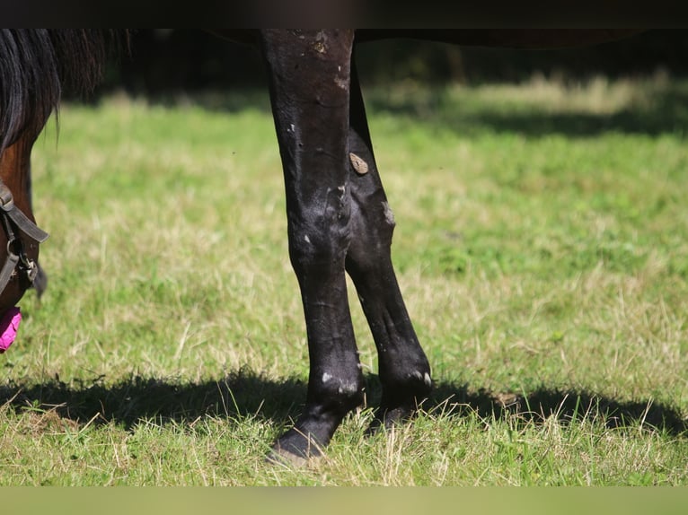 Oldenbourg Hongre 3 Ans 170 cm Bai brun in GROTE-BROGEL