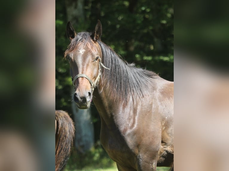 Oldenbourg Hongre 3 Ans 170 cm Bai brun in GROTE-BROGEL