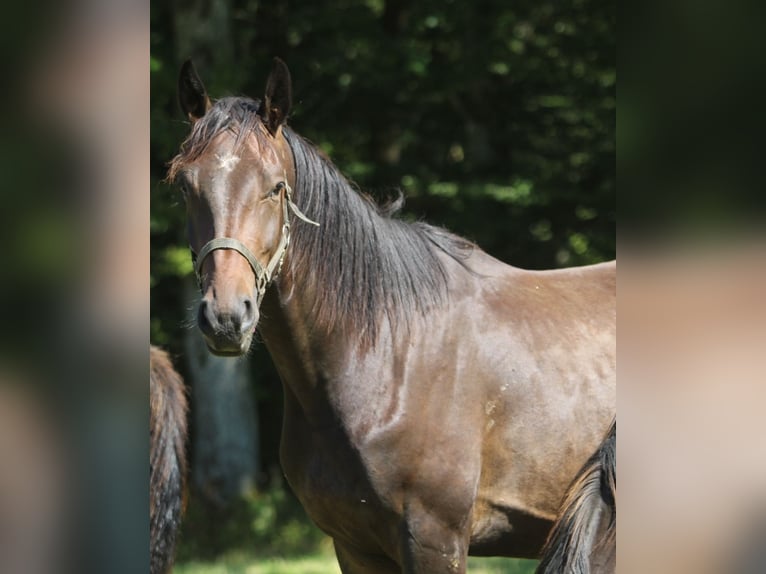 Oldenbourg Hongre 3 Ans 170 cm Bai brun in GROTE-BROGEL