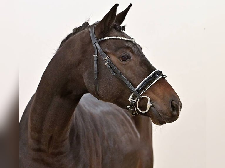 Oldenbourg Hongre 3 Ans 170 cm Bai brun in Vechta