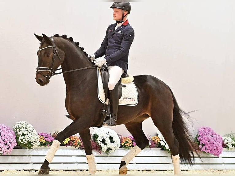 Oldenbourg Hongre 3 Ans 170 cm Bai brun in Vechta