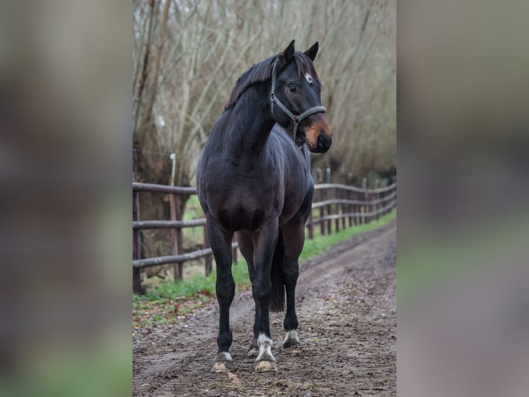 Oldenbourg Hongre 3 Ans 170 cm Bai brun in Grebin