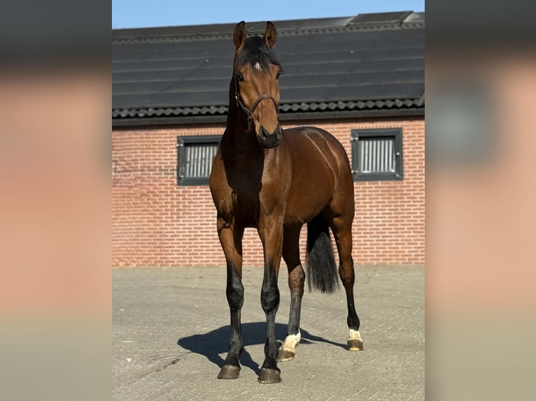 Oldenbourg Hongre 3 Ans 170 cm Bai in Zieuwent