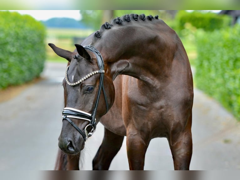 Oldenbourg Hongre 3 Ans 170 cm Noir in Hude (Oldenburg)