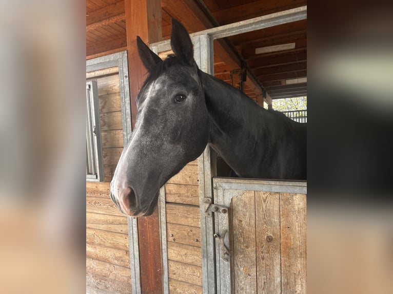 Oldenbourg Hongre 3 Ans 170 cm Peut devenir gris in Venice