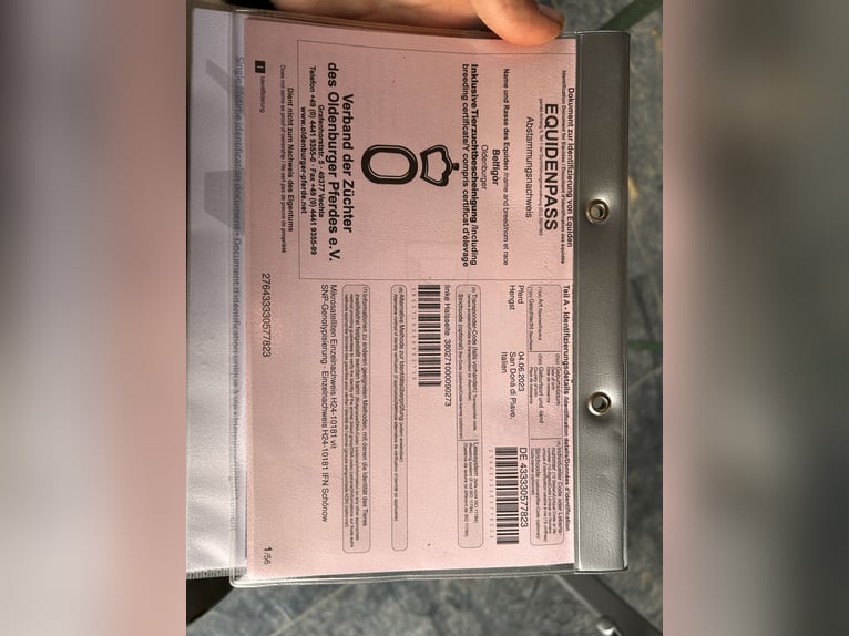 Oldenbourg Hongre 3 Ans 170 cm Peut devenir gris in Venice