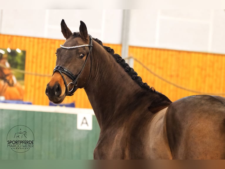 Oldenbourg Hongre 3 Ans 171 cm Bai brun in Bad Zwischenahn