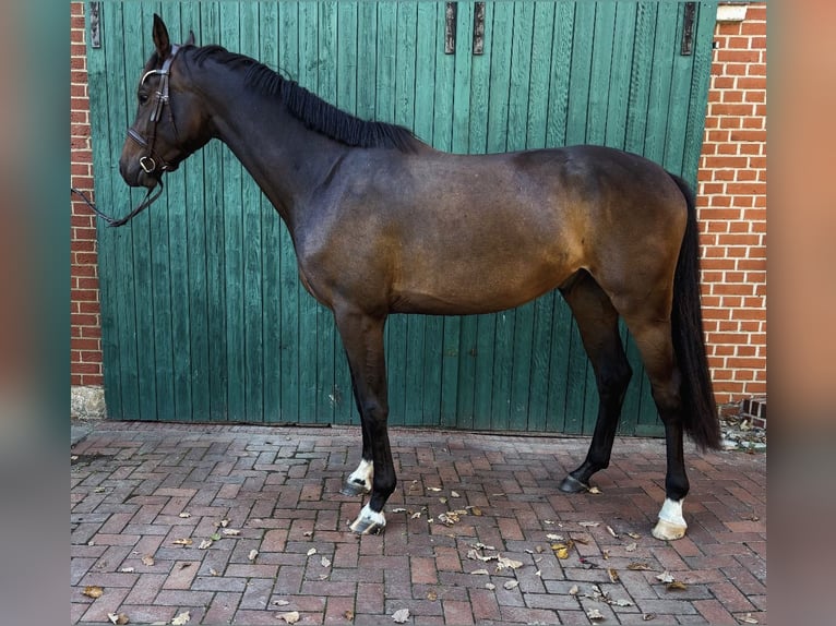 Oldenbourg Hongre 3 Ans 171 cm Bai brun in Burgdorf