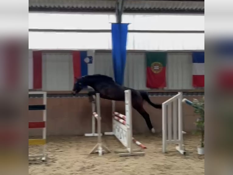 Oldenbourg Hongre 3 Ans 171 cm Bai brun in Burgdorf