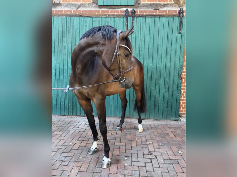 Oldenbourg Hongre 3 Ans 171 cm Bai brun in Burgdorf