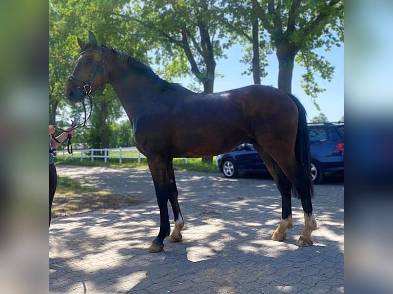 Oldenbourg Hongre 3 Ans 171 cm Bai in Rotenburg (Wümme)