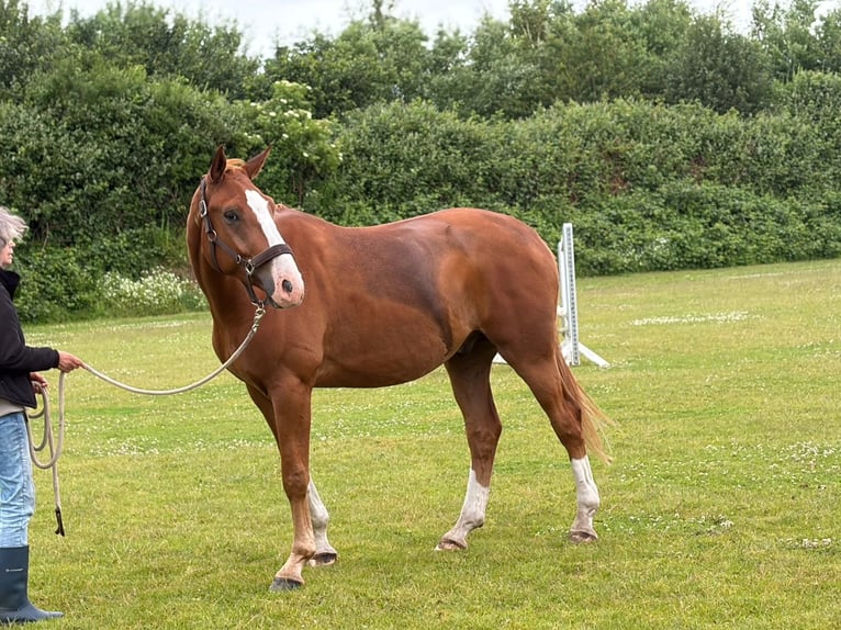 Oldenbourg Hongre 3 Ans 172 cm Alezan in Schenefeld