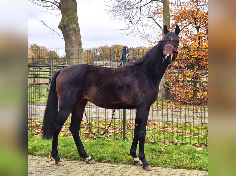 Oldenbourg Hongre 3 Ans 172 cm Bai brun in Lindern (Oldenburg)