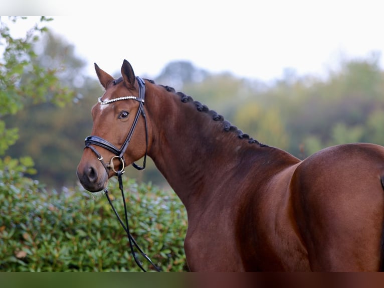 Oldenbourg Hongre 3 Ans 172 cm Bai brun in Hatten