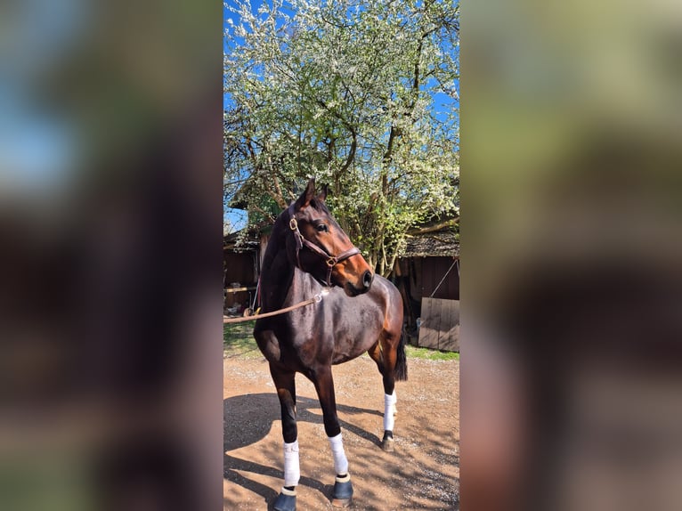 Oldenbourg Hongre 3 Ans 172 cm Bai brun in Kronberg im Taunus