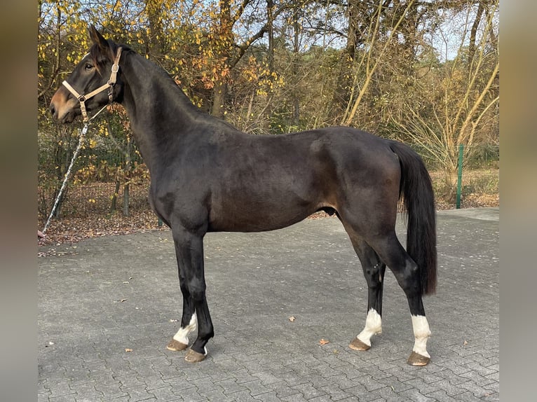Oldenbourg Hongre 3 Ans 172 cm Bai brun in Verl
