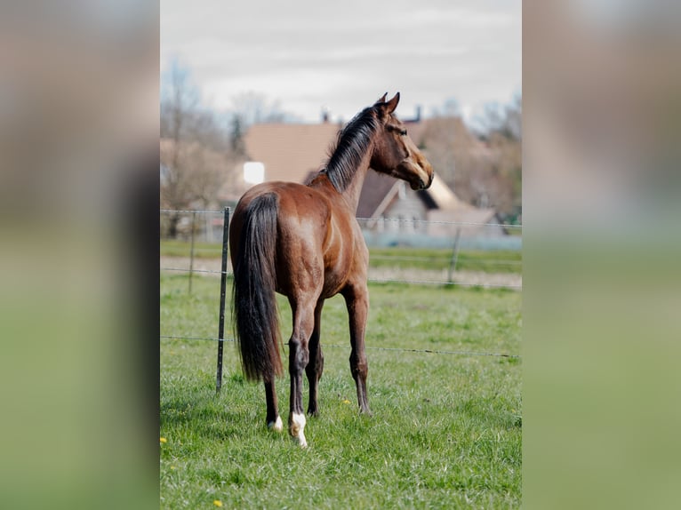 Oldenbourg Hongre 3 Ans 172 cm Bai in Gurbrü