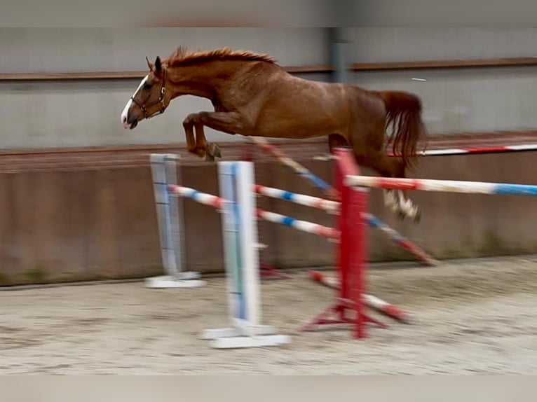 Oldenbourg Hongre 3 Ans 172 cm  in GROTE-BROGEL