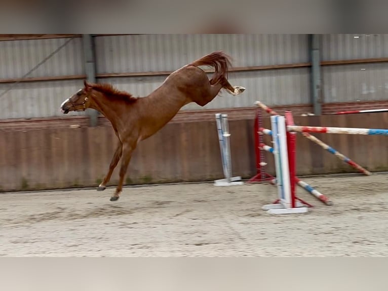 Oldenbourg Hongre 3 Ans 172 cm  in GROTE-BROGEL