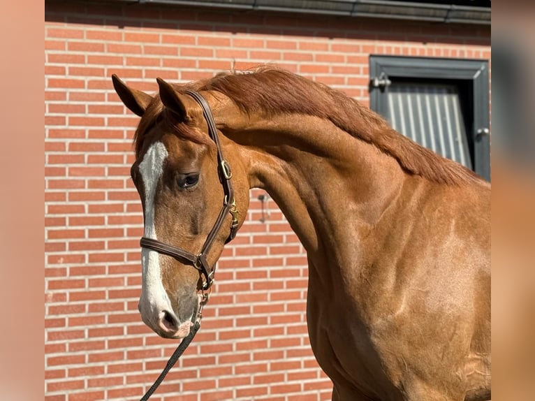 Oldenbourg Hongre 3 Ans 172 cm  in GROTE-BROGEL