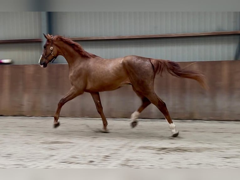 Oldenbourg Hongre 3 Ans 172 cm  in GROTE-BROGEL