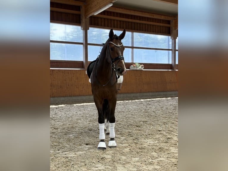Oldenbourg Hongre 3 Ans 173 cm Bai brun in Barver