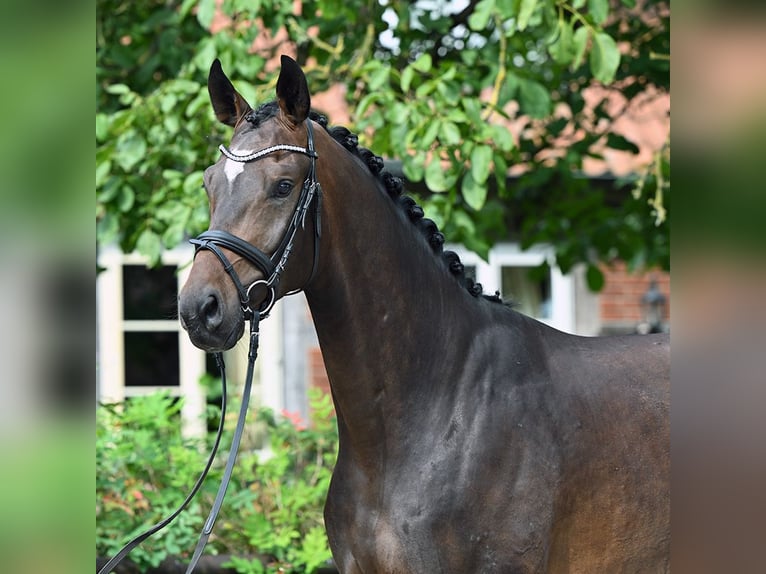 Oldenbourg Hongre 3 Ans 174 cm Bai brun in Bad Bevensen