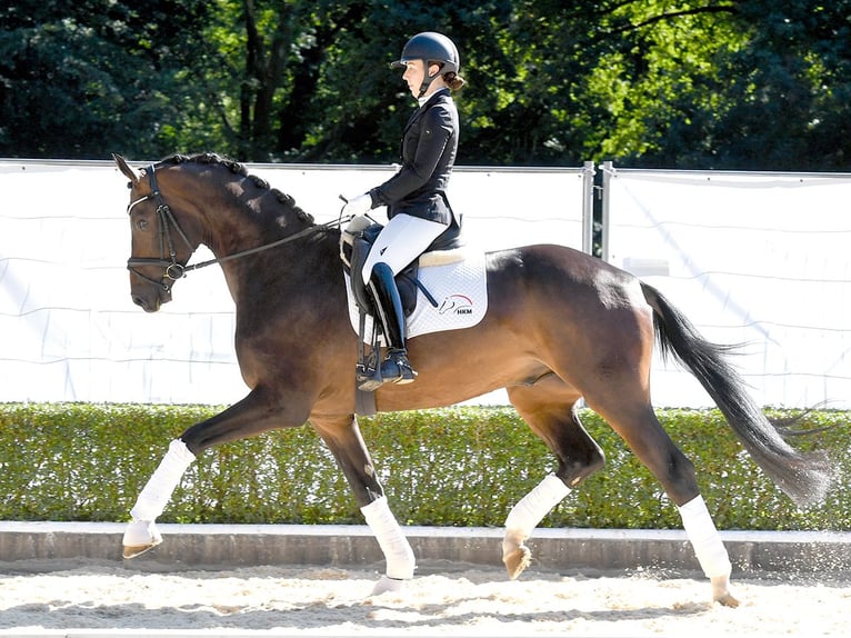 Oldenbourg Hongre 3 Ans 174 cm Bai brun in Bad Bevensen