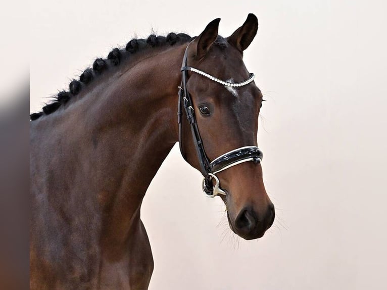 Oldenbourg Hongre 3 Ans 174 cm Bai in Vechta