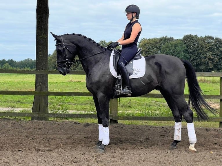 Oldenbourg Hongre 3 Ans 174 cm Noir in Löningen