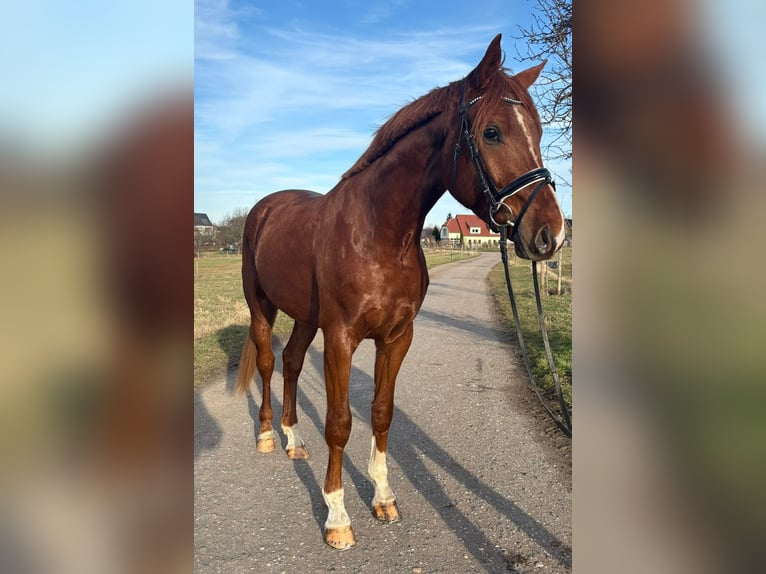 Oldenbourg Hongre 3 Ans 178 cm Alezan in Moritzburg