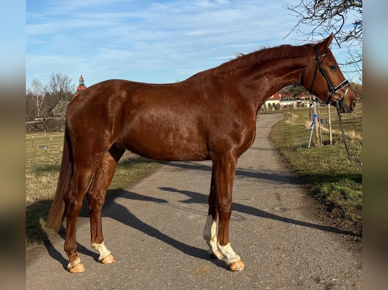 Oldenbourg Hongre 3 Ans 178 cm Alezan in Moritzburg