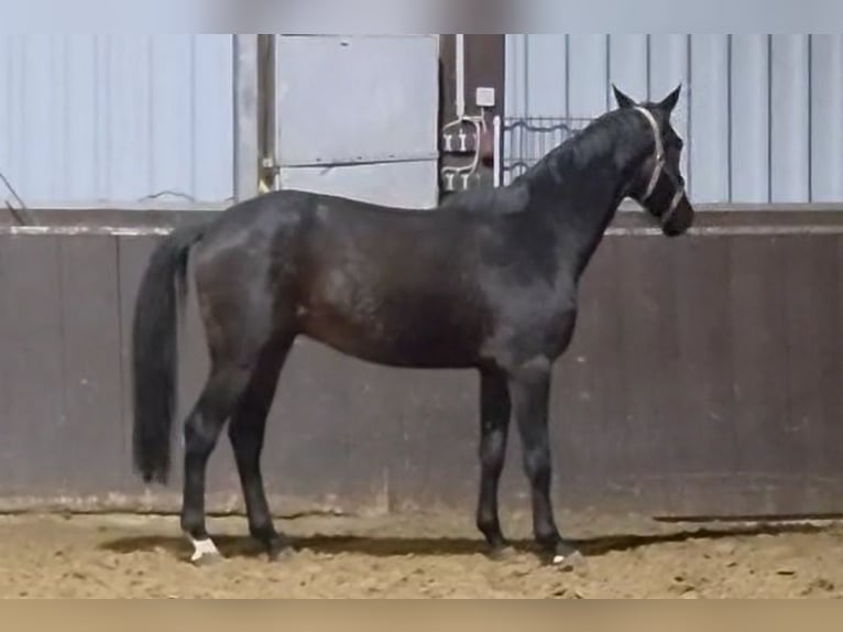 Oldenbourg Hongre 3 Ans Bai brun in Dortmund