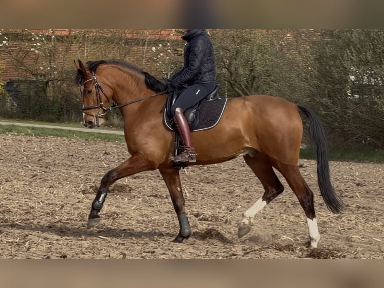 Oldenbourg Hongre 3 Ans Bai in Bramsche