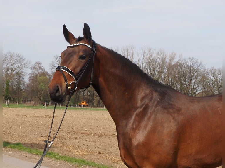 Oldenbourg Hongre 3 Ans Bai in Bramsche