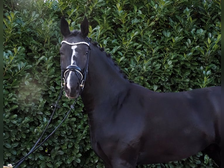 Oldenbourg Hongre 3 Ans Noir in Bramsche