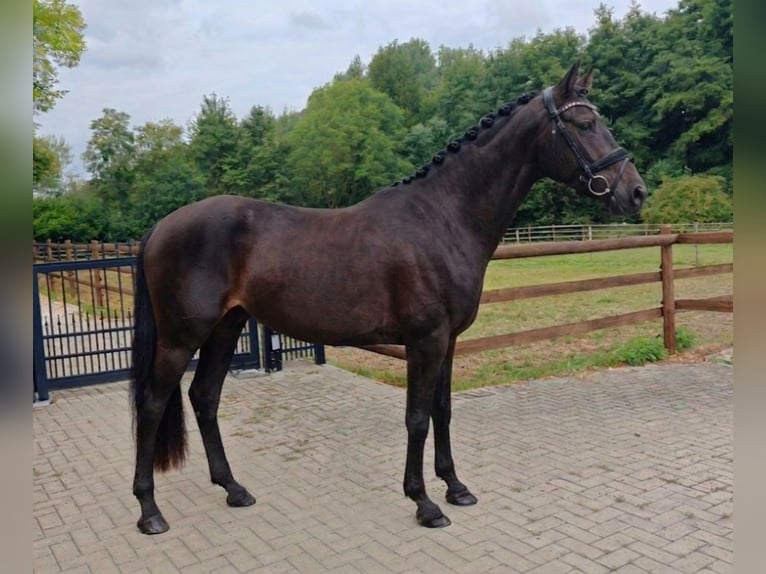 Oldenbourg Hongre 4 Ans 160 cm Bai brun in Warstein