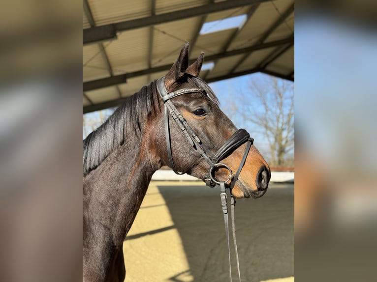 Oldenbourg Hongre 4 Ans 160 cm Bai in Groß-Umstadt