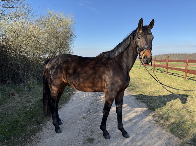 Oldenbourg Hongre 4 Ans 160 cm Bai in Groß-Umstadt
