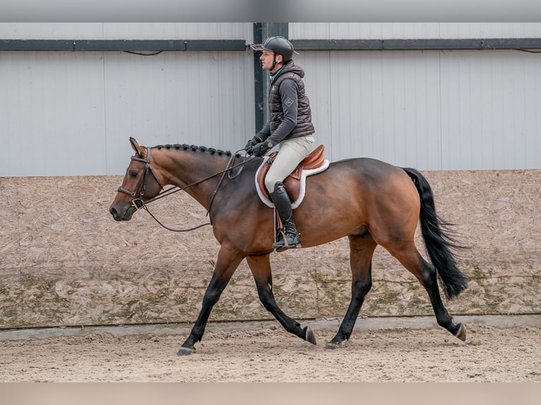 Oldenbourg Hongre 4 Ans 160 cm in Zduchovice