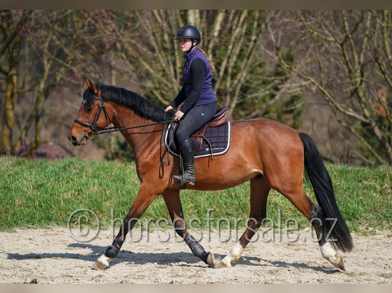 Oldenbourg Hongre 4 Ans 161 cm Bai in Region Prag