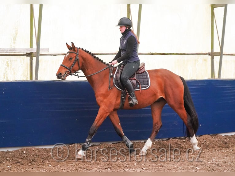 Oldenbourg Hongre 4 Ans 161 cm Bai in Region Prag