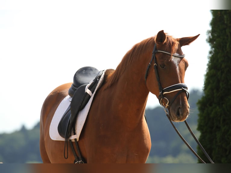 Oldenbourg Hongre 4 Ans 162 cm Alezan in St Marein bei Graz