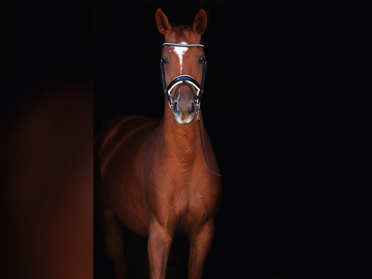 Oldenbourg Hongre 4 Ans 162 cm Alezan in St Marein bei Graz