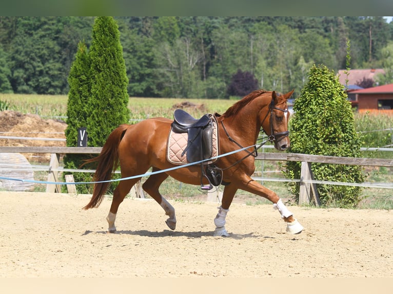 Oldenbourg Hongre 4 Ans 162 cm Alezan in St Marein bei Graz