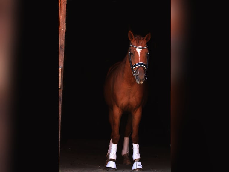 Oldenbourg Hongre 4 Ans 162 cm Alezan in St Marein bei Graz